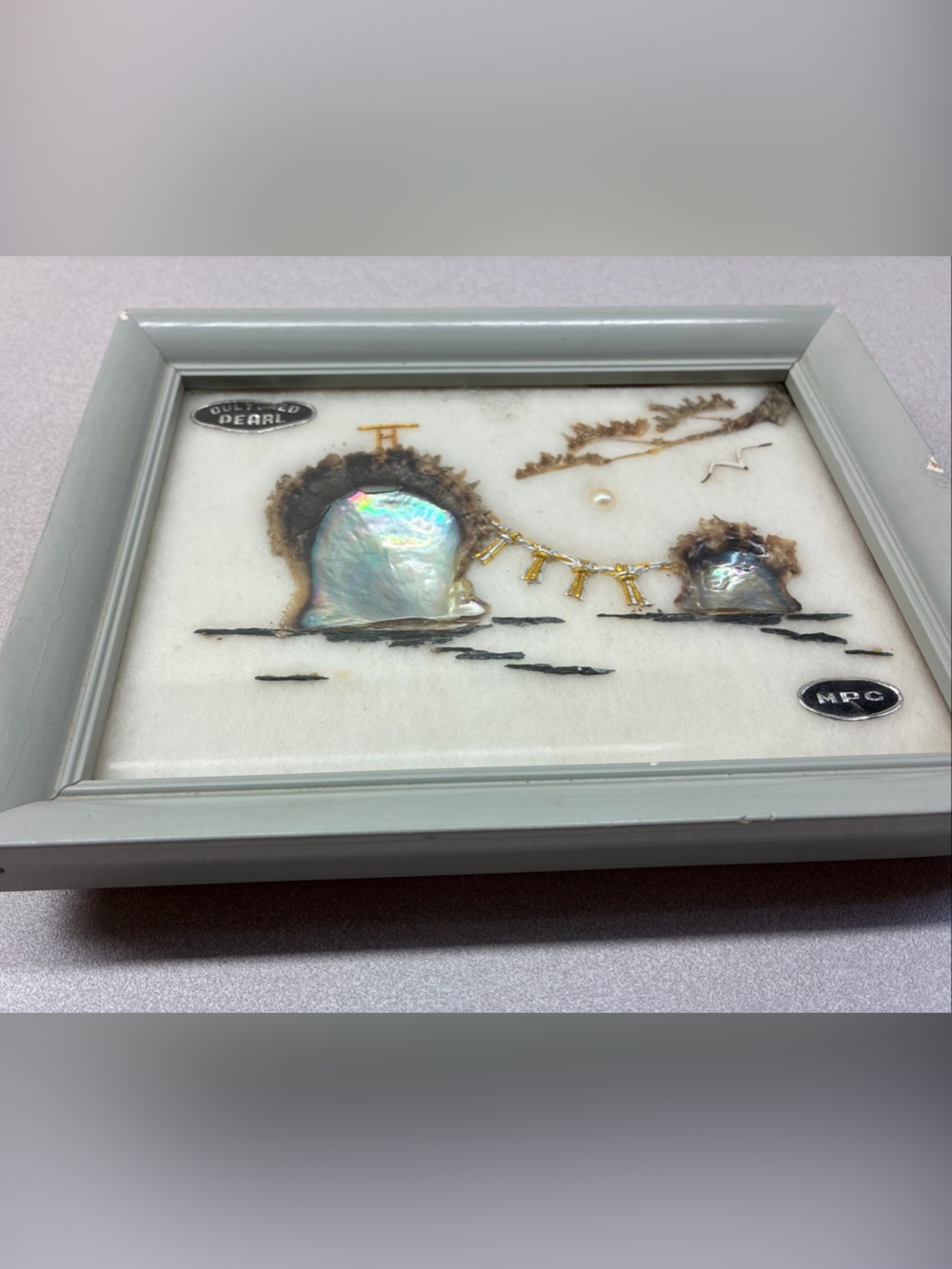 Cultured Pearl Nautical Shell Wall Art - Iridescent White and Brown
